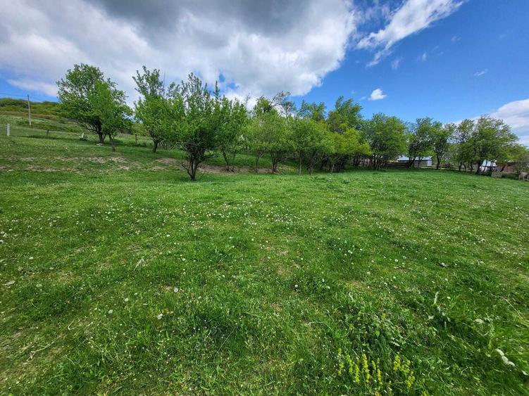 Teren de 2500 mp, în Sud