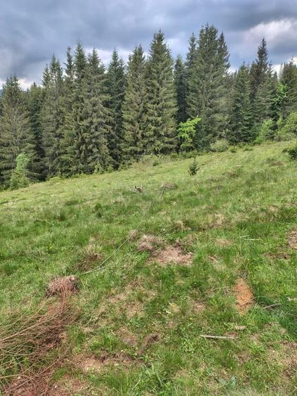Teren de 3040 mp, în Dealu Botii