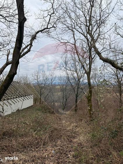 Teren de 2900 mp, în Tăuții-Măgherăuș