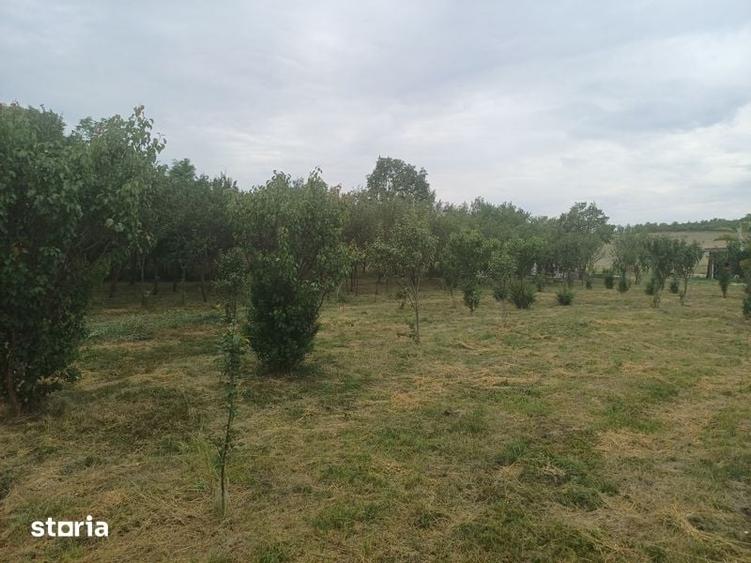 Teren de 1200 mp, în Borșa