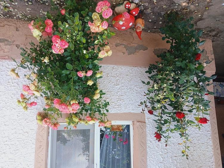 Casă cu 2 camere cu Teren 2400 Mp în Războieni