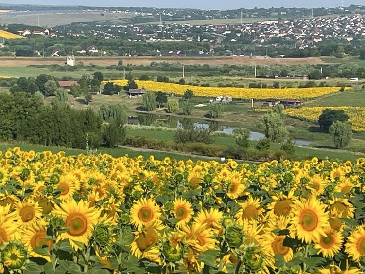 Teren intravilan ,Barnova ,Iasi, 834 mp, priveliste panoramica deosebita,langa padure! - 1