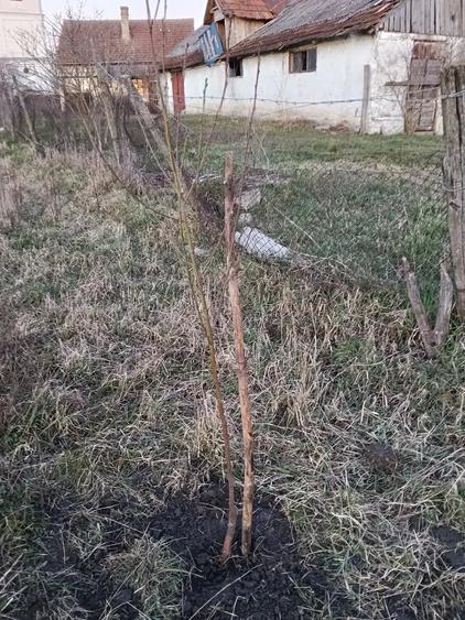 De vanzare Teren intravilan - 4
