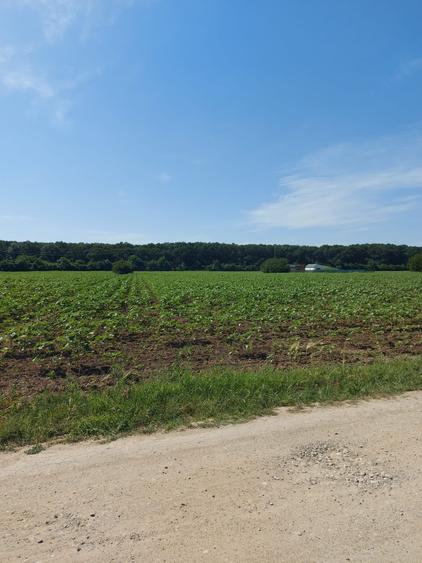 Teren Construcții intravilan de 8500 mp, în Ciofliceni
