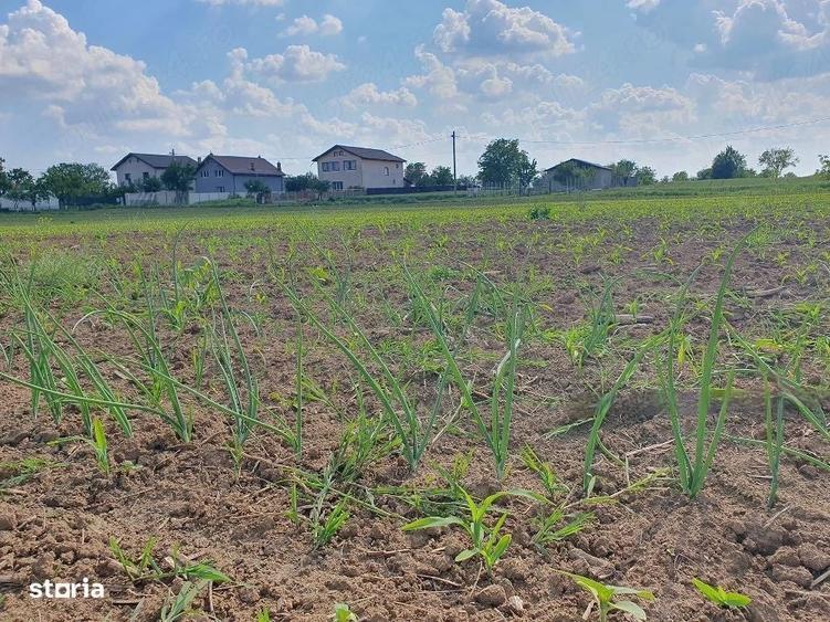 Teren intravilan 1.000 mp | Moara Vlasiei | Strada Berzei - 7