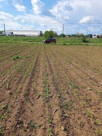 Teren Construcții intravilan de 1000 mp, în Moara Vlăsiei