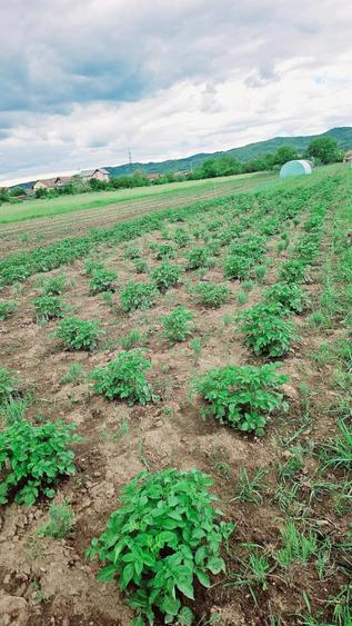 Casă cu Teren 2813 Mp în Râureni