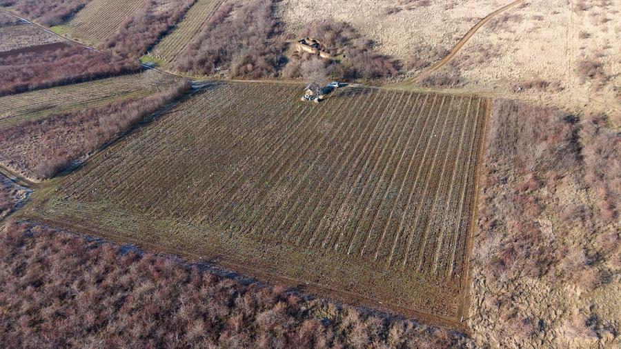 Teren agricol extravilan de 6800 mp, în Covăsinț