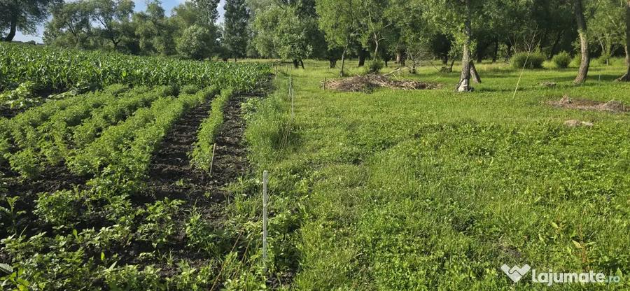 Casă cu 4 camere cu Teren 93 Mp în Zaharești