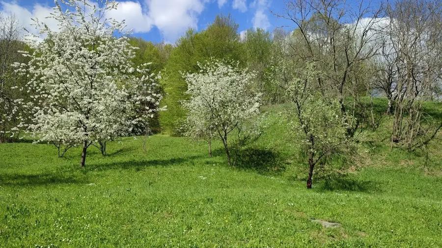 TEREN INTRAVILAN CU PADURE | PRAHOVA| PROVITA DE SUS| BREAZA - 2