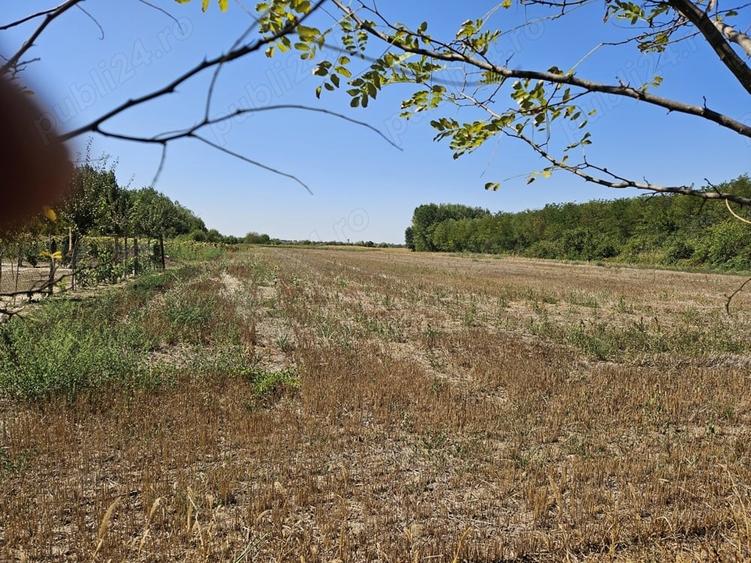 Teren de 7500 mp, în Braniștea