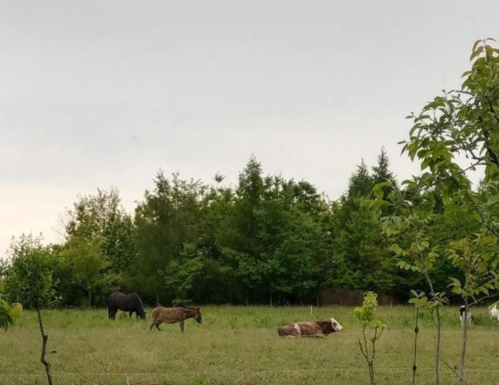 Spațiu comercial, în Botiz