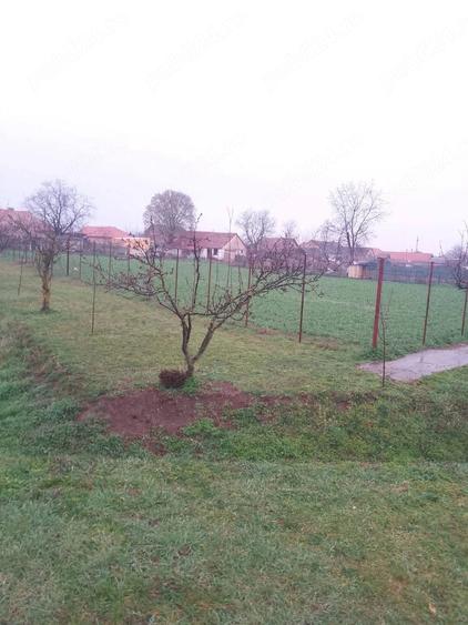 Teren de 1490 mp, în Macea
