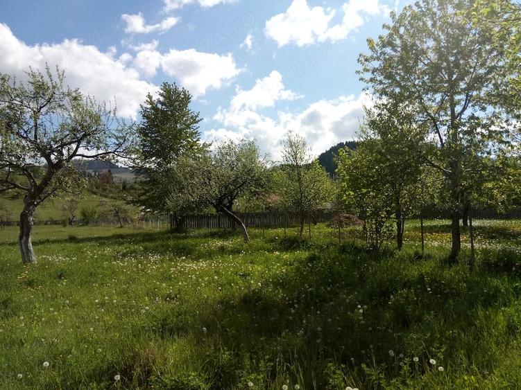Teren intravilan la munte, in Nereju, Vrancea - 8