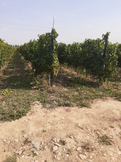 Vand 4,64 ha teren viticol cu plantatie de vita-de-vie Carligele, Podgoria Cotesti, Vrancea - 6