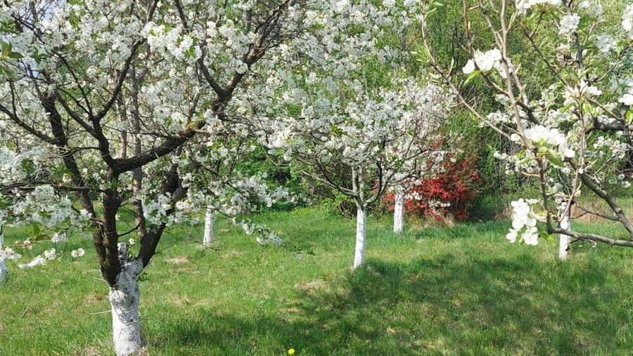 Teren de 5000 mp, în Pietroasa