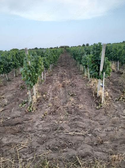 Teren de 45000 mp, în Central