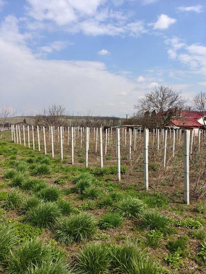 Teren de 5800 mp, în Mădârjești