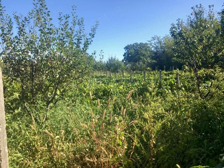 Casă cu Teren 8000 Mp în Central