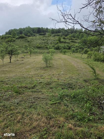 Teren de 15672 mp, în Aleșd