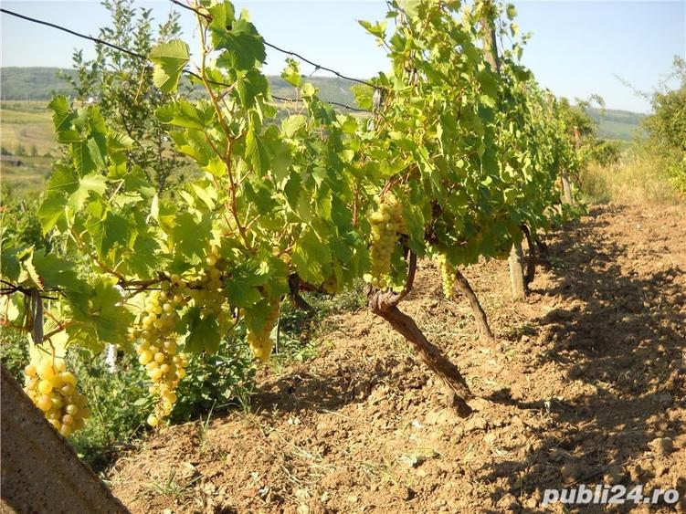 Teren de 6000 mp, în Frumoasa
