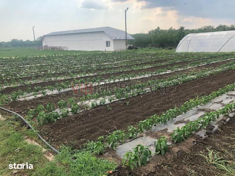 Ferma de vanzare 3 ha ,Exploata?ie agricola ?i zootehnica - 9