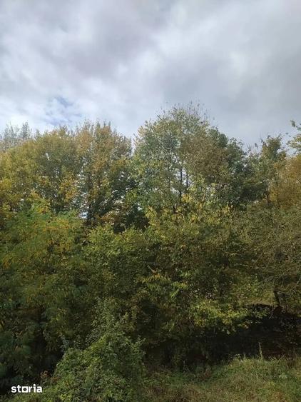 Teren de 2500 mp, în Vișinești