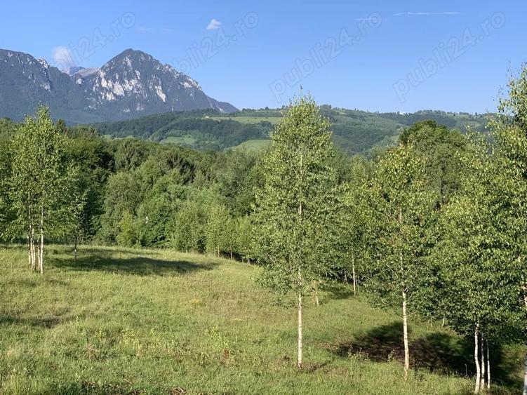 Teren de 4069 mp, în Poiana Mărului