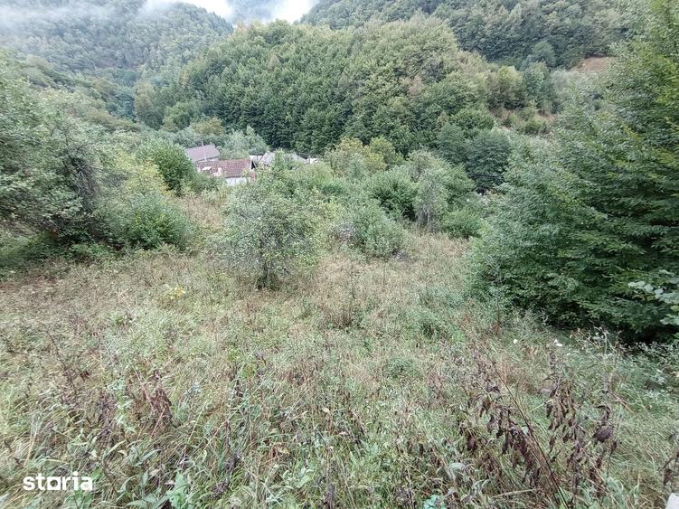 Teren de 32000 mp, în Rusca