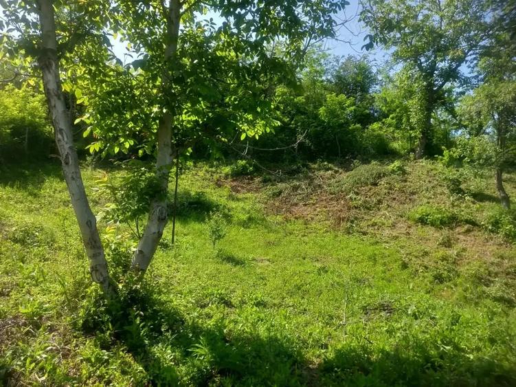 Teren de 2225 mp, în Provița de Jos