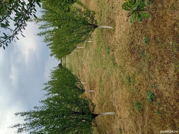 Teren de 2400 mp, în Brădești