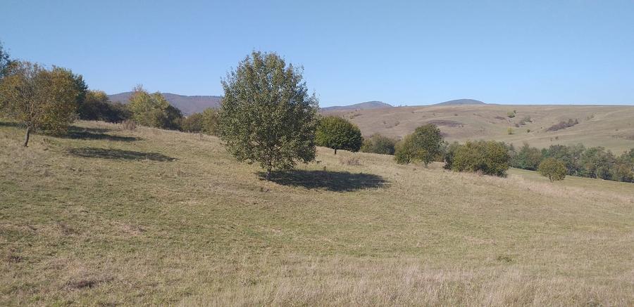Teren agricol extravilan de 5000 mp, în Apața
