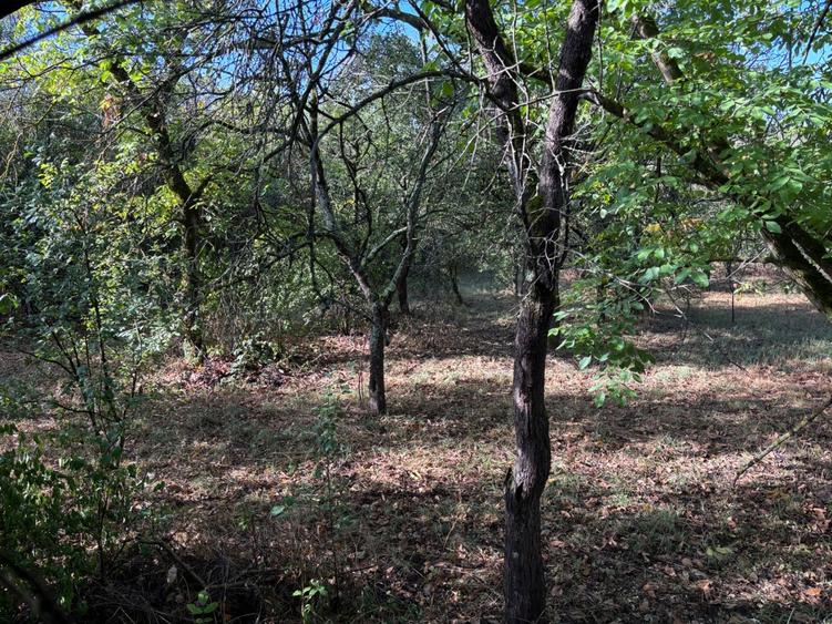 Teren de 3500 mp, în Viile Satu Mare