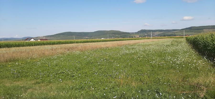 Teren Intravilan in Orheiul Bistritei - 1