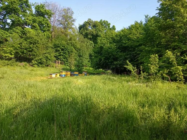 Teren de 8000 mp, în Făget