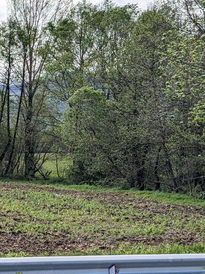 Teren în Copăcel