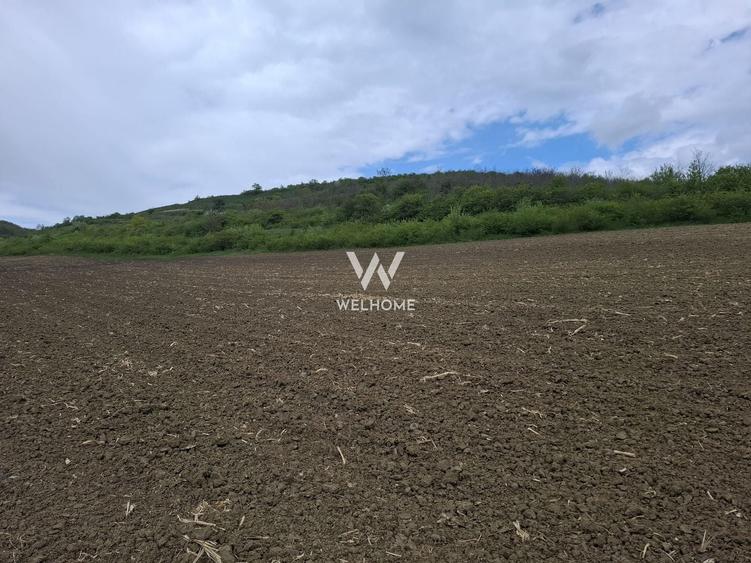 Teren agricol extravilan de 18175 mp, în Gușterița
