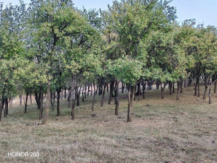 Teren intravilan de 7635 mp, în Baciu