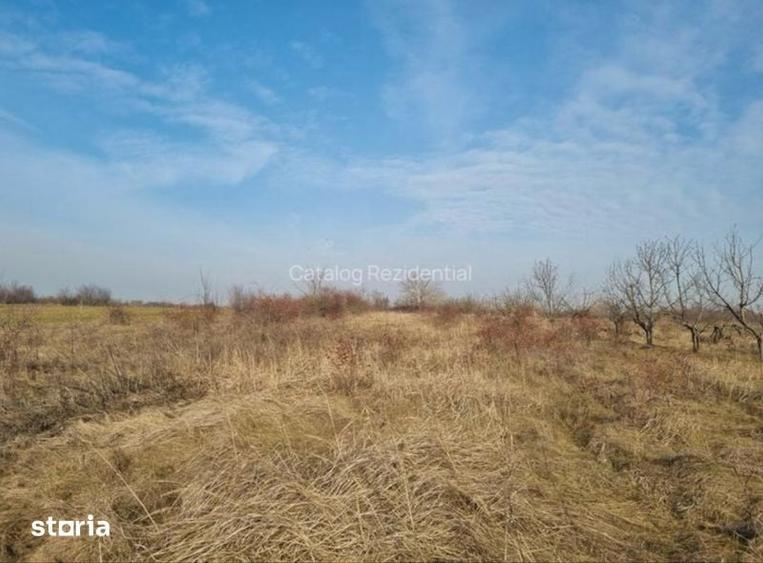 Teren de vanzare 2500 mp Adunatii Copaceni- in spatele Primariei - 2