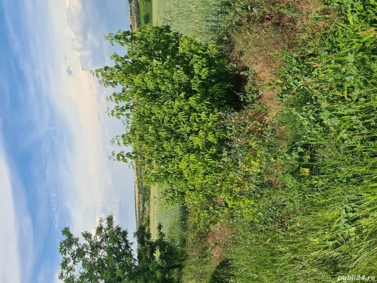 Vind Teren arabil 1.5 Ha - 1