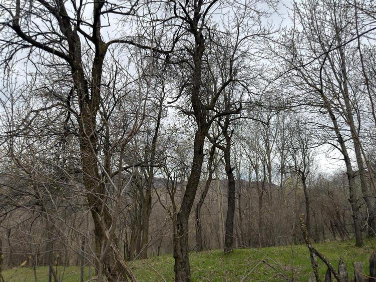 Teren Construcții intravilan de 1518 mp, în Șotrile