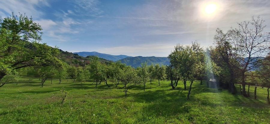 Teren agricol extravilan de 4445 mp, în Nucșoara