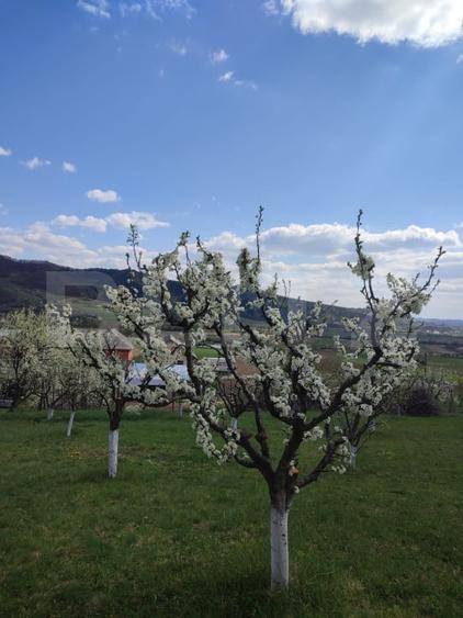 Teren agricol intravilan de 3300 mp, în Năsăud
