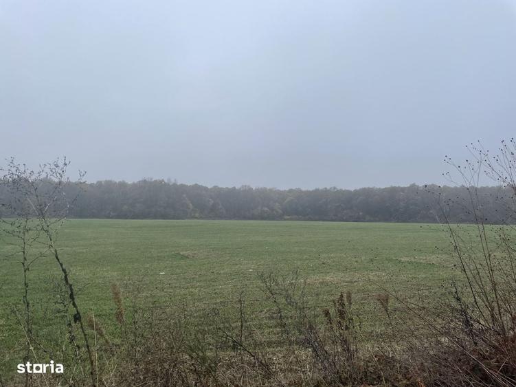 9400 mp | Ideal pentru investitie | Tunari | Deschidere la padure - 4