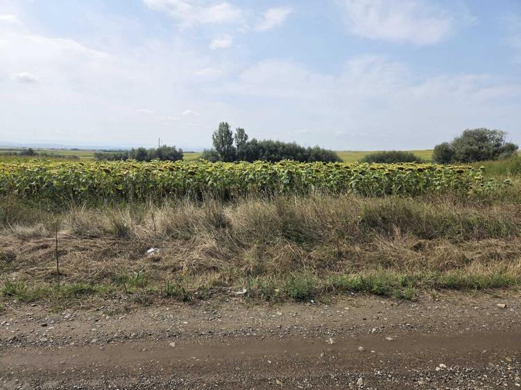 Teren de 2500 mp, în Șcheia