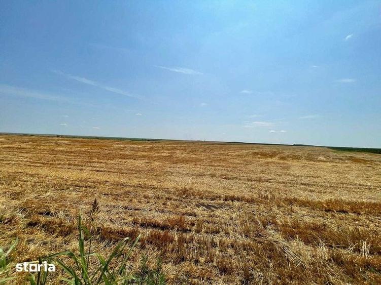 Vand 116 HA teren agricol in judetul Arad - 8