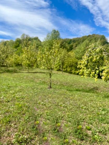 Teren Construcții intravilan de 5600 mp, în Runcu