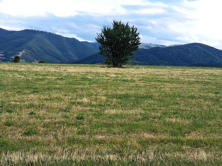Teren agricol extravilan de 6200 mp, în Rășinari