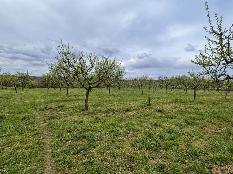 Teren Construcții intravilan de 8200 mp, în Ceretu