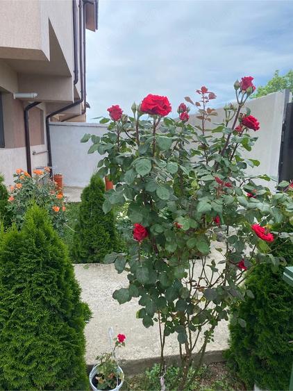 Proprietar casa in Jilava aproape de Bucuresti - 1